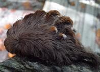 注意喚起、 猛毒を持つふさふさの毛虫が米バージニア州で相次いで目撃される