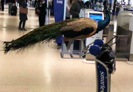 WEBTHUMBNEW-peacock.jpg
