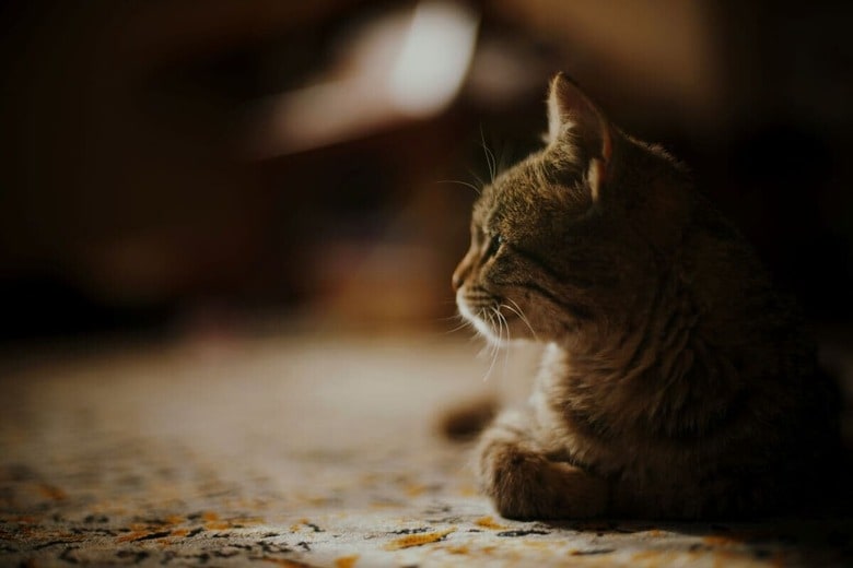 一生大切にしてくれる飼い主を探して（写真はイメージです）　Milad Fakurian-Unsplash