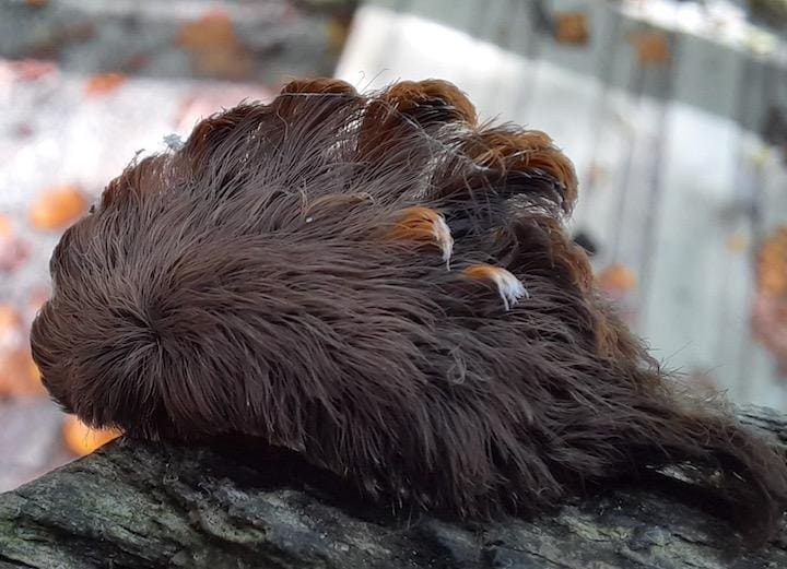 バージニア州林業省から注意が呼びかけられた「サザン・フランネル・モス」の幼虫  Virginia Department of Forestry-Facebook