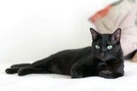 【動画】食いしん坊猫には「共犯者」がいた、母が捉えた微笑ましい犯行現場