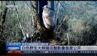 【動画】中国で撮影された、世界で唯一と思われるアルビノのジャイアントパンダ