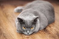 果敢に挑戦するマインドは猫のお陰？「猫と起業家」の興味深い関係とは