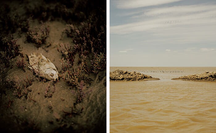 （右）ウラル川の河口付近に位置する村ダンバでは、河口の浅瀬から掘り出された土砂が積み上げられている。鳥が集まっている一帯の水深はわずか数センチだ（左）かつて海だった場所に取り残された魚の死骸