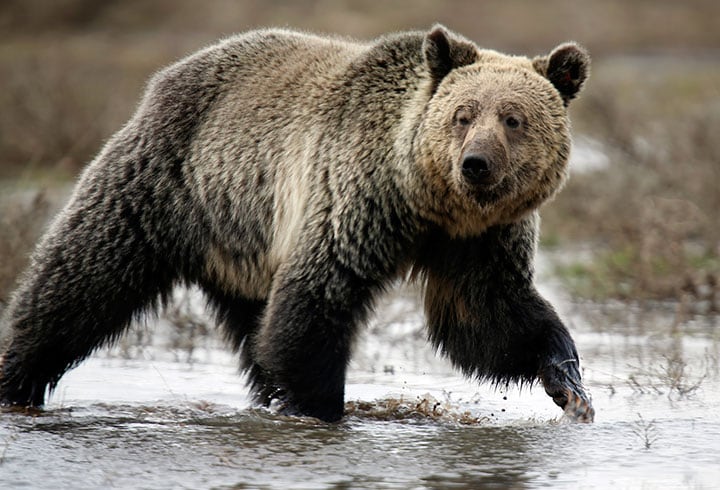 webw180418-grizzly-2.jpg