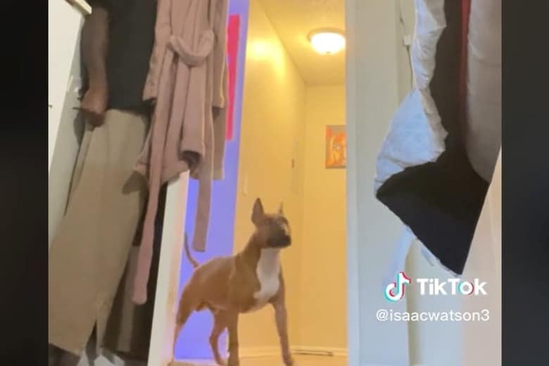 @tankthebullterrior-iStock