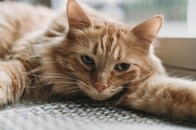 刺激が少な過ぎる室内飼い、ストレスで健康問題も...猫の幸せのためにできること