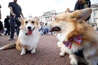 女王がかわいがっていた犬が「一緒に埋葬される」というブラックジョークも