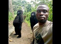 「ナチュラルすぎる自撮り」で人気者のゴリラ、親友の腕の中で息を引き取る