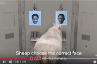 ヒツジは想像以上に賢い！　オバマやエマ・ワトソンを識別していた