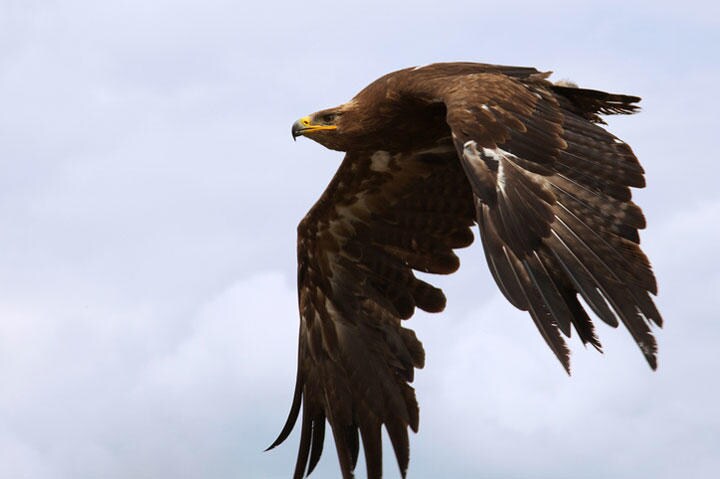 かつてはロシアからアフリカ大陸まで生息していたソウゲンワシ　NickBiemans/iStock.