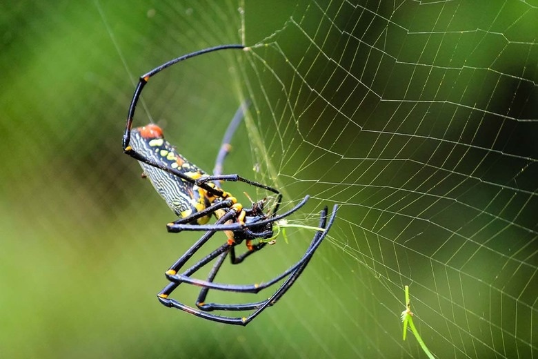 （写真はイメージです）　KeongDaGreat-Shutterstock