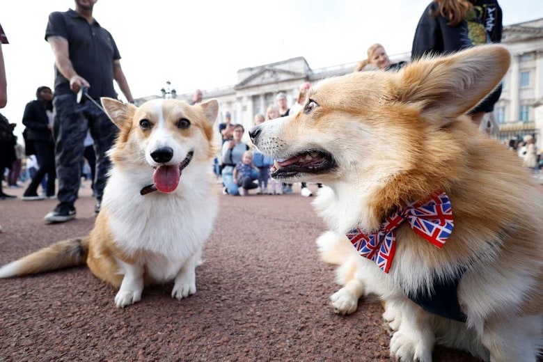 女王の死後、バッキンガム宮殿に集まった人々の中にはコーギーの姿も（9月11日）　John Sibley-REUTERS