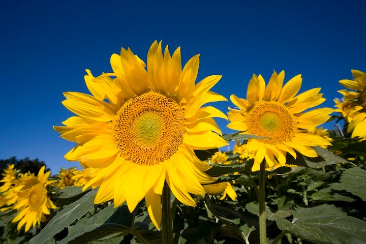 ゲノム編集で植物をスパイに！？米軍が新たな研究開発に着手 paylessimages-iStock