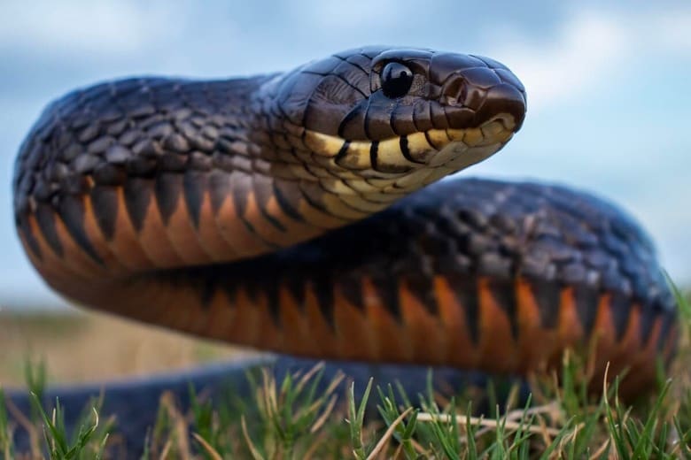 （写真はイメージです）　Radiant Reptilia-Shutterstock