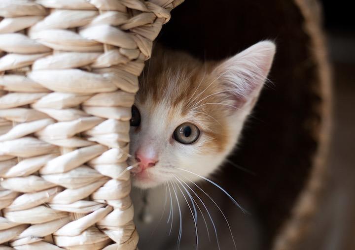 あなたはネコの表情が読み取れる？   Azaliya -iStock