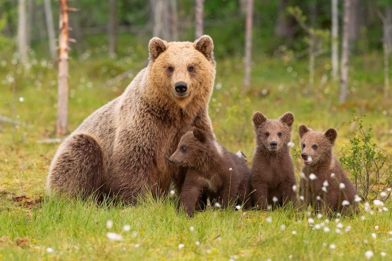 ＊写真はイメージです　Diego Cottino - shuttrerstock