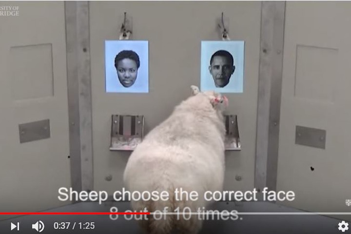 Cambridge University／YouTube