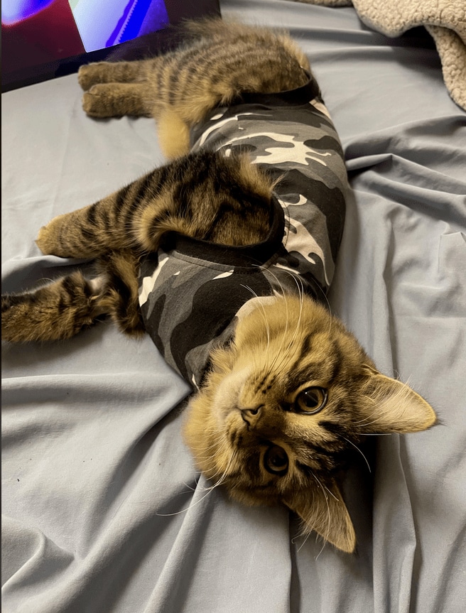 スクリーンショット (33).png