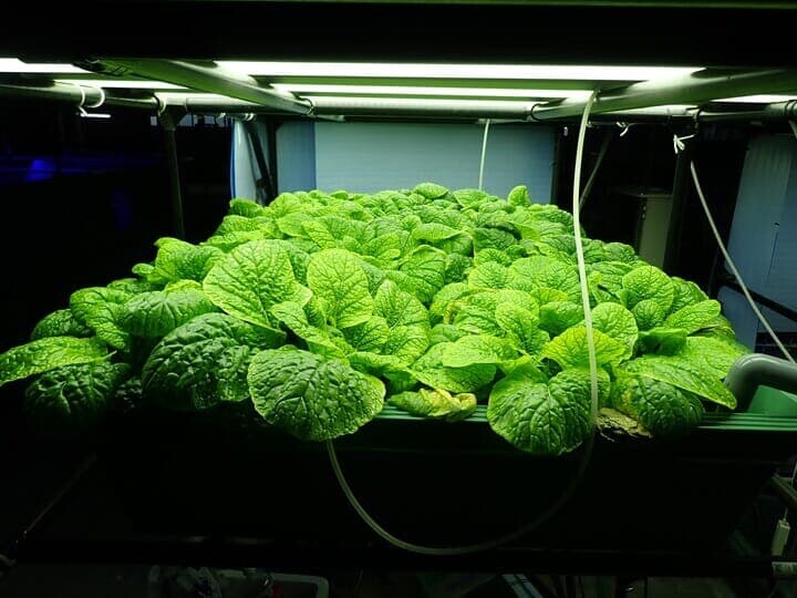 アクアポニックスで育てられたコマツナ