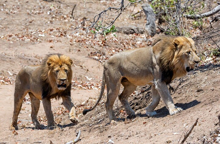 普段はアフリカのサバンナにいるはずのライオンが　Catherine Withers-Clarke/iStock