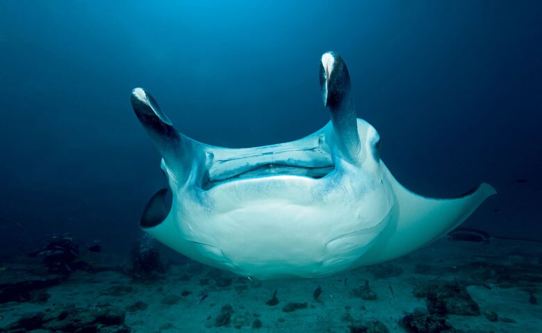 オニイトマキエイ（『海のミュージアム――地球最大の生態系を探る』より）　&copy;Getty Images