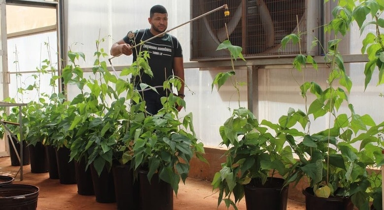 干ばつになると、植物にストレスがかかり収穫量が減るが、トレハロースを散布することで植物が本来持つ干ばつに対する抵抗性を誘導できることが分かった（ナガセヴィータとブラジルのサンパウロ州立大学との共同研究の様子）　提供：Field Science/UNESP Team, Botucatu-SP, Brazil