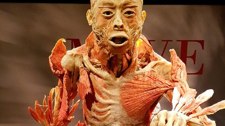 リアルを通り越した人体標本が物語る、匿名で葬られるということ（筆者撮影）