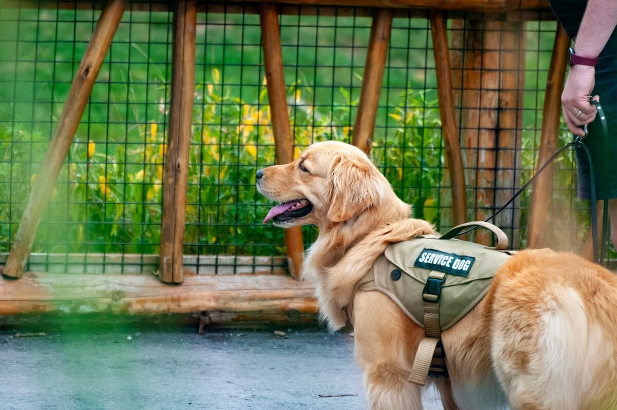 子供が介助犬の周りで大騒ぎ、ディズニーでの無断撮影動画に親が猛反論