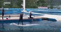 韓国､水族館のイルカショーで虐待議論　｢素人のお客｣乗せてストレス死も？