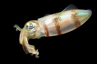 海中の酸素濃度の低下で海洋生物が失明するおそれがあることがわかった