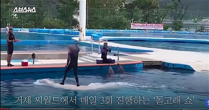 コジェ･シー･ワールド側は「イルカの背中の上で踊ったりしても平気だ」との見解だが……　SBS/YouTube