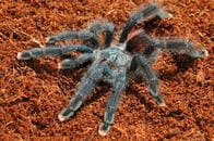 【動画】タランチュラが鳥を頭から食べる衝撃映像とメカニズム