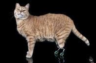 事故から生還した「義足」の「バイオニック・キャット」