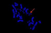 「ほこりのような役に立たない斑点」は、すべての脊椎動物に共通するゲノムの構成要素だった