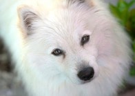 【クイズ】国民の30%が飼い主...世界で1番「犬を愛している」国が判明、意外な1位は？