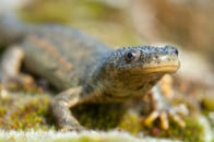 マウスとの比較で分かった、イモリの腱が「完全に再生」する理由　ヒトの医療に応用されたら何が可能に？