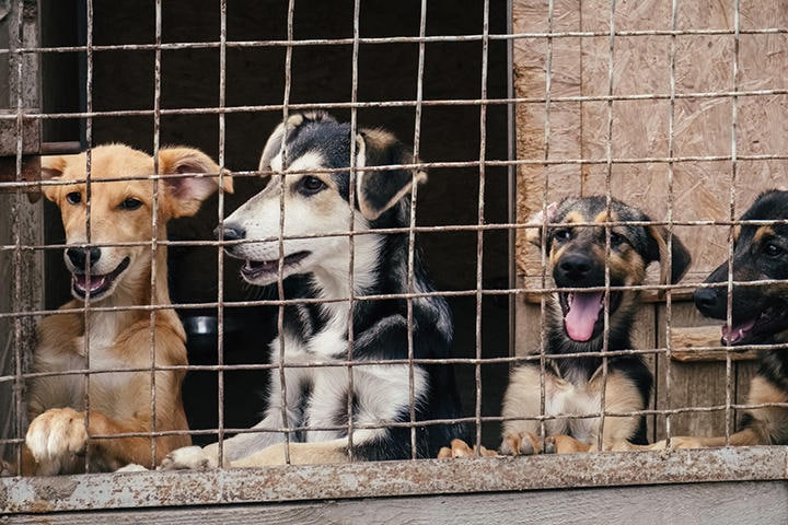 世論調査では9割以上が犬肉禁止を支持しているが…（写真はイメージです）　Gilitukha-iStock