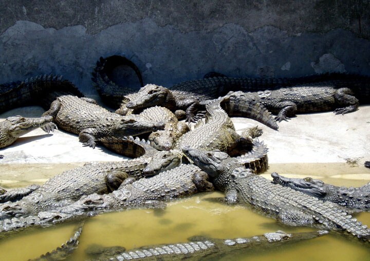 餌にする魚が少なくなってくると、ワニは水面に上がってきて人を襲う　STR New/REUTERS