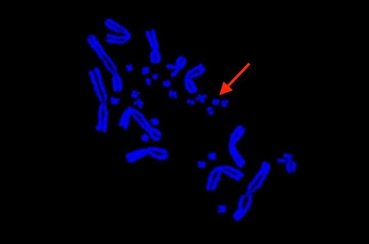 アゴヒゲトカゲの小さなマイクロ染色体が、大きなマクロ染色体の間に集まっている　Image: Shayer Alam.