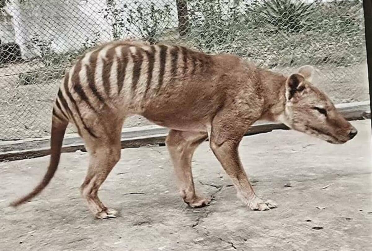 オオカミとフクロウ オオカミとアライグマのミミ オオカミとフクロウ