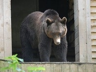 【クイズ】今年、クマの人身被害件数が「3番目に」多い県は？