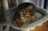 【写真】猫と「まさかの親友」が寄り添う姿...仲良しのふたりにほっこり