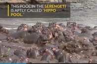 【動画】カバの群れに迷い込み総攻撃を食らうワニ
