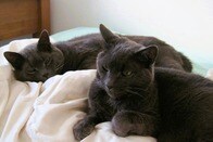 半年ぶりに見つかった行方不明の猫...本物の衝撃は1年後にやって来た