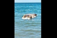【写真】閲覧注意：強烈な悪臭をまき散らし...海からやってきた正体不明の「巨大な肉塊」、地元は大騒動