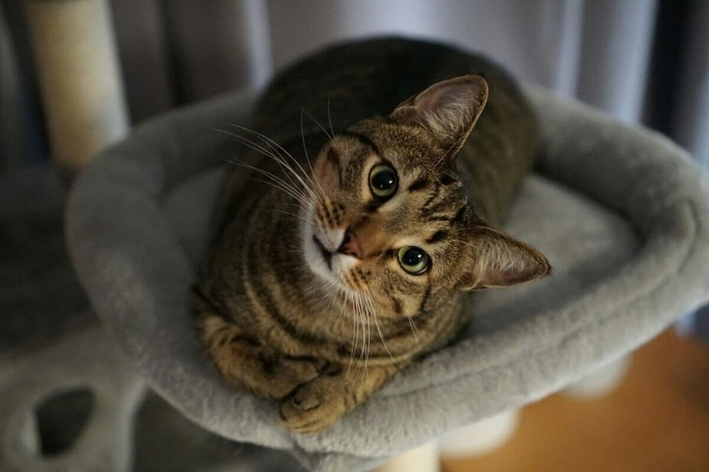 猫同士じゃなくても仲良くなれる？（写真はイメージです）　Guillermo Olivas-Unsplash