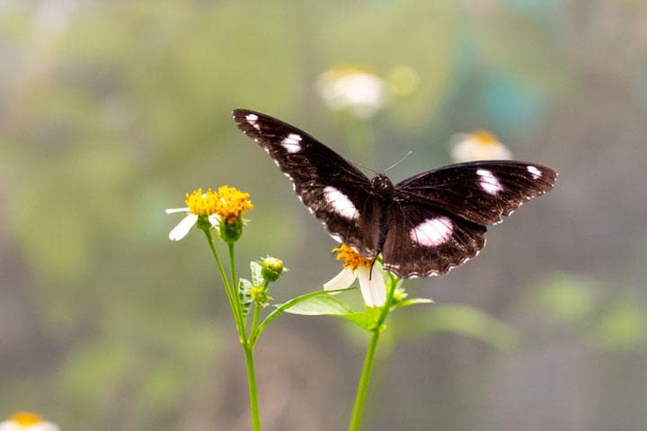 虫が多い熱帯では、昆虫が耳に飛び込むこともある？　Jonathan Ernst-REUTERS