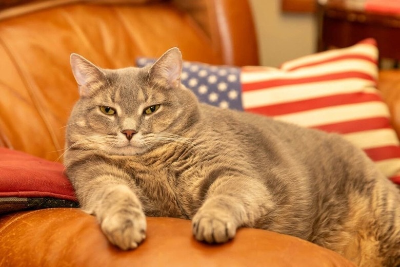 アメリカの猫は50～60％が肥満か太りすぎ（写真はイメージです）　Jeremy Wilkinson-Unsplash