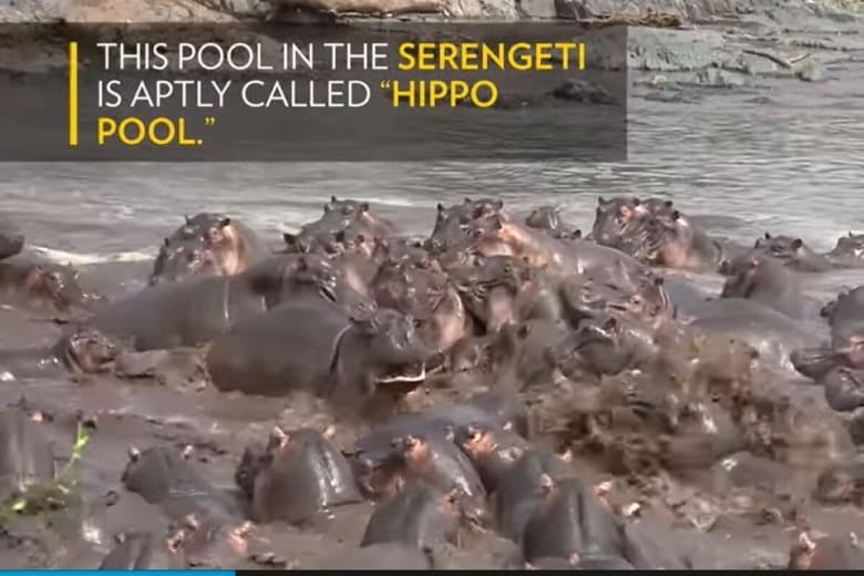 Nat Geo WILD-YouTube